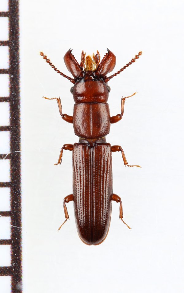 画像1: デバビラタムシの一種　Prostomidae species　ジョージア