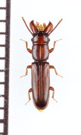 デバビラタムシの一種　Prostomidae species　ジョージア