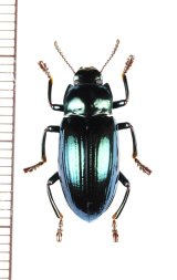 ゴミムシダマシの一種　Tenebrionidae species　インドネシア（ニューギニア島）