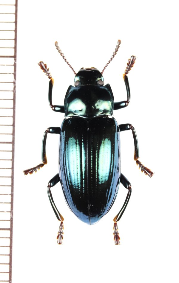 画像1: ゴミムシダマシの一種　Tenebrionidae species　インドネシア（ニューギニア島）