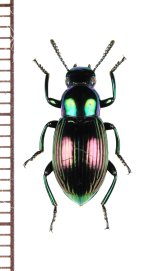 ゴミムシダマシの一種　Tenebrionidae species　インドネシア（ペレン島）