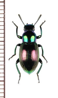 ゴミムシダマシの一種　Tenebrionidae species　インドネシア（ペレン島）
