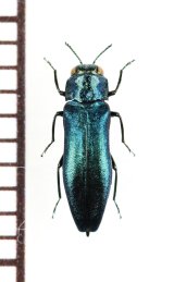 ツヤナガタマムシ　♂　長野県