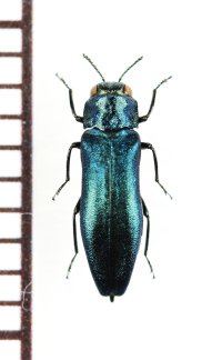 ツヤナガタマムシ　♂　長野県
