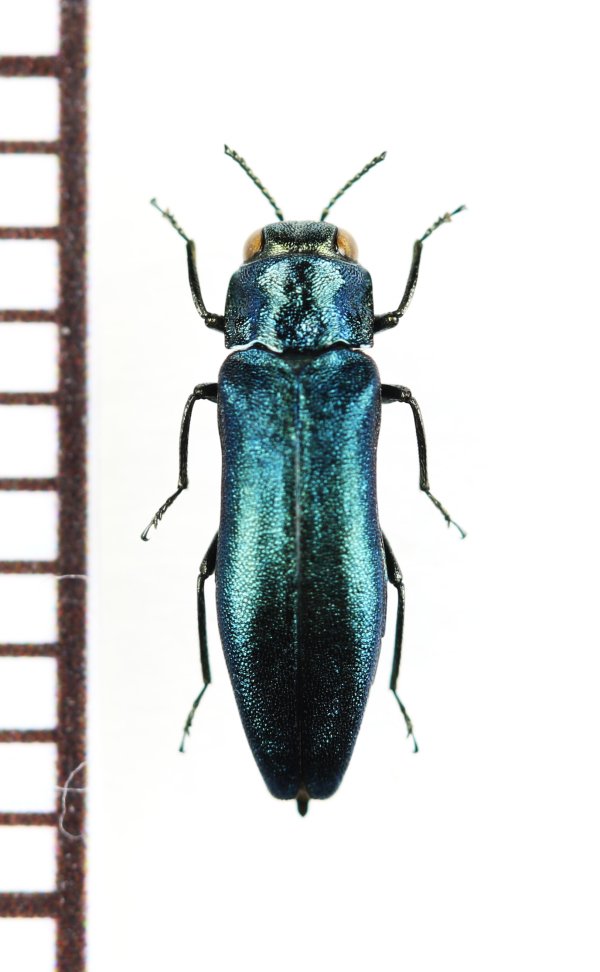 画像1: ツヤナガタマムシ　♂　長野県