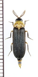 オオメボタルの一種　Rhagophthalmidae species　♂　マレーシア（ボルネオ島）