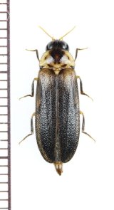 オオメボタルの一種　Rhagophthalmidae species　♂　マレーシア（ボルネオ島）