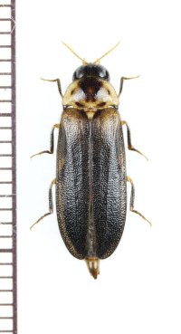オオメボタルの一種　Rhagophthalmidae species　♂　マレーシア（ボルネオ島）