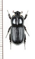 コカブトムシの一種　Trioplus cylindricus　 ブラジル