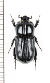コカブトムシの一種　Trioplus cylindricus　 ブラジル