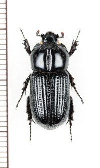コカブトムシの一種　Trioplus cylindricus　 ブラジル