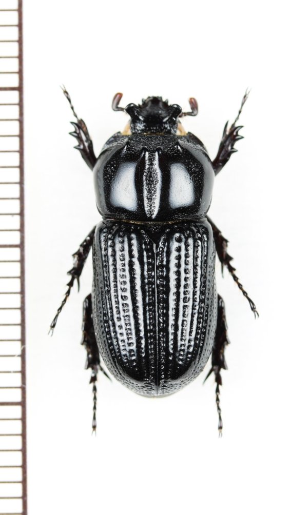 画像1: コカブトムシの一種　Trioplus cylindricus　 ブラジル