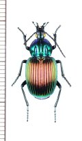 ゴミムシの一種　Brachygnathus festivus　チリ