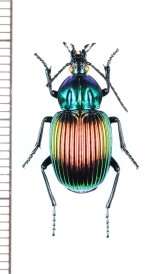 ゴミムシの一種　Brachygnathus festivus　チリ
