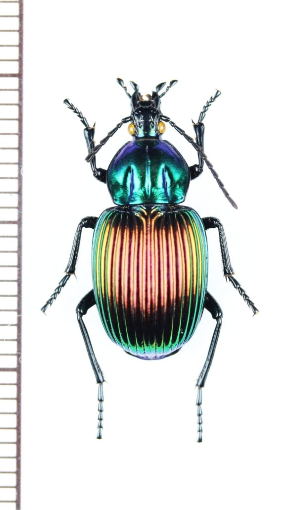 画像1: ゴミムシの一種　Brachygnathus festivus　チリ