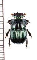 好蟻性のニジダイコクコガネ族の一種　Dendropaemon renatii　ブラジル