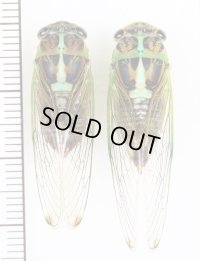 ツマグロゼミ　ペア　石垣島