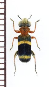 アリバチ擬態のメダカカッコウムシの一種 　Hydnocerinae species　ベトナム北東部