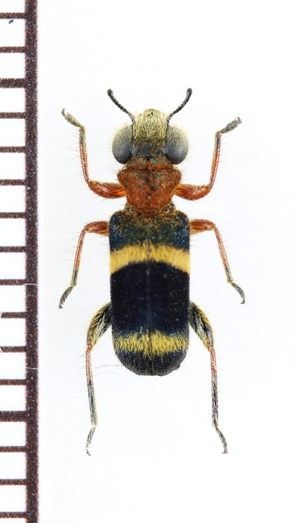 画像1: アリバチ擬態のメダカカッコウムシの一種 　Hydnocerinae species　ベトナム北東部