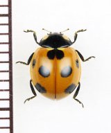 ナナホシテントウ　対馬