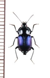 オサシデムシモドキの一種　Apatetica sp.　ベトナム北東部