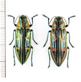 タマムシの一種　Chrysodema sp.　ペア　ベトナム北東部