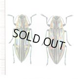 タマムシの一種　Chrysodema sp.　ペア　ベトナム北東部