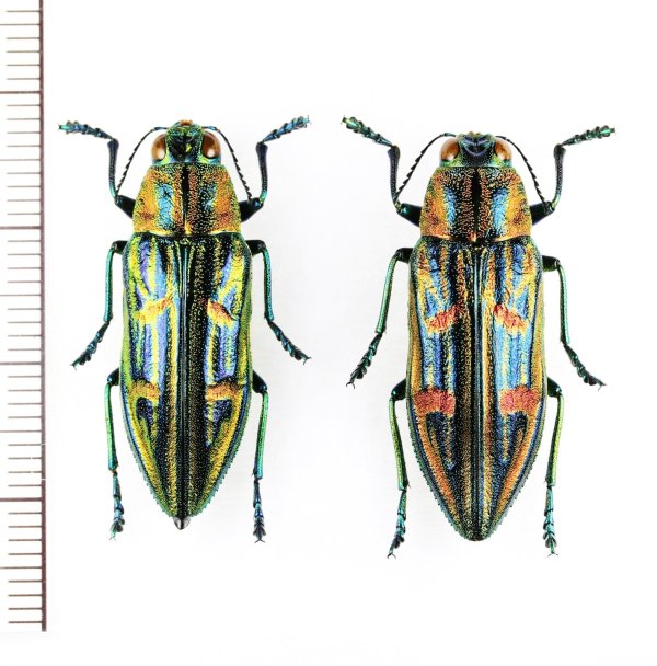 画像1: タマムシの一種　Chrysodema sp.　ペア　ベトナム北東部