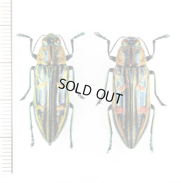 画像1: タマムシの一種　Chrysodema sp.　ペア　ベトナム北東部