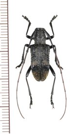 カミキリムシの一種　Cerambycidar species　ベトナム北東部