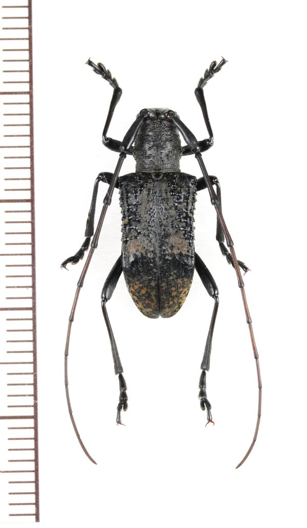 画像1: カミキリムシの一種　Cerambycidar species　ベトナム北東部