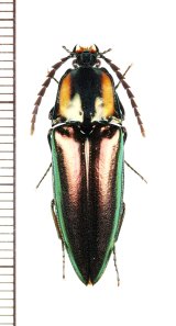 ヨツモンオオアオコメツキ　黄紋発達個体　♂　石垣島