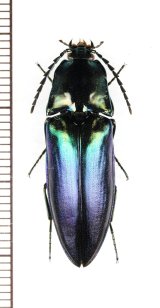 ヨツモンオオアオコメツキ　色変わり個体　♀　石垣島