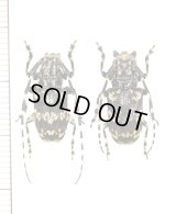 ムネコブゴマフカミキリ　ペア　石垣島