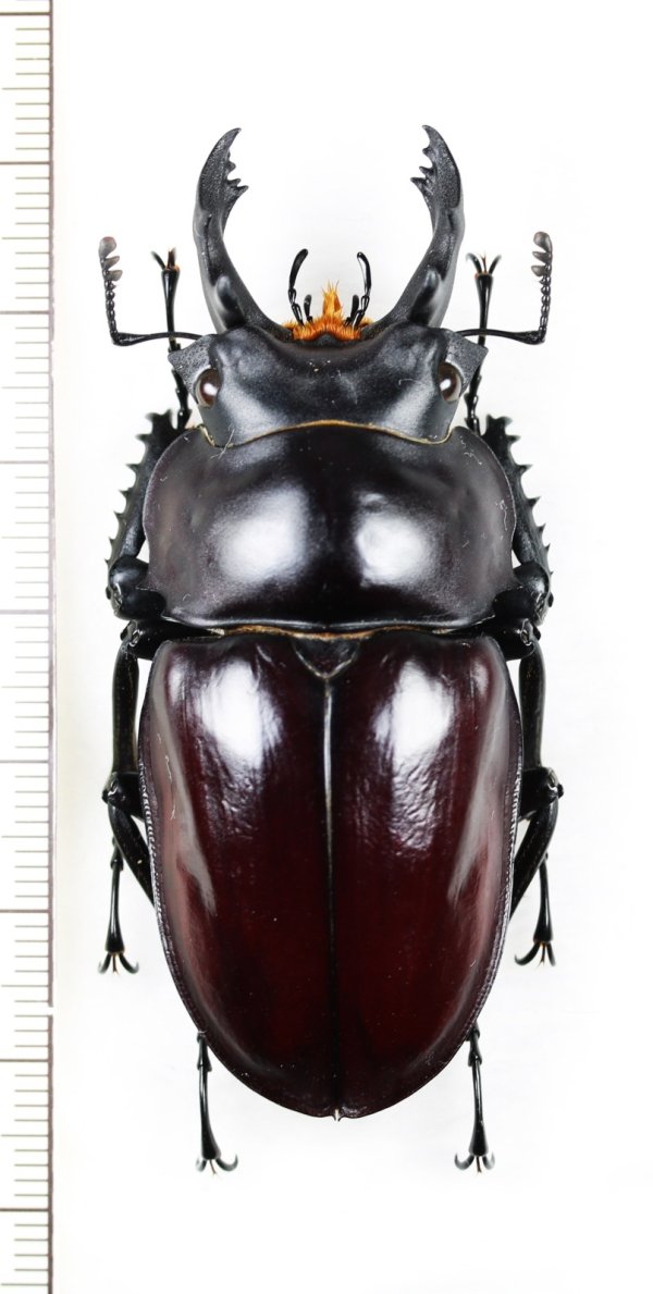 画像1: マルバネクワガタの一種　Neolucanus maximus vendli　大型♂65.6mm　台湾