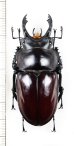 画像1: マルバネクワガタの一種　Neolucanus maximus vendli　大型♂65.6mm　台湾 (1)
