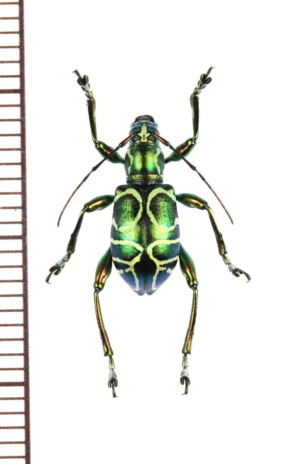 画像1: カタゾウカミキリの一種　Doliops cabrasae　フィリピン(ミンドロ島)
