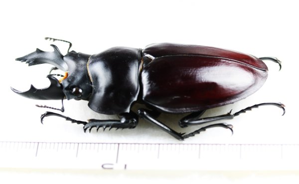 画像2: マルバネクワガタの一種　Neolucanus maximus vendli　大型♂65.6mm　台湾