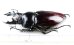 画像2: マルバネクワガタの一種　Neolucanus maximus vendli　大型♂65.6mm　台湾 (2)