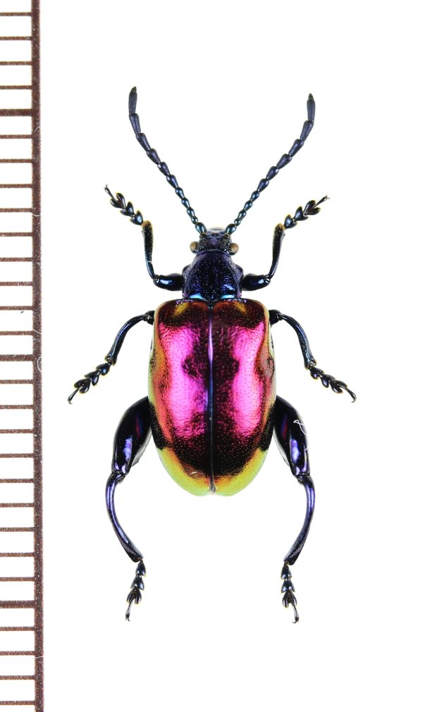 画像1: オオモモブトハムシの一種　Sagra sp.　♀　 ベトナム北東部