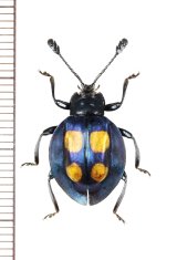 テントウムシダマシの一種　Eumorphus sp.　♀　マレーシア（ボルネオ島）