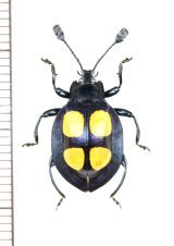 テントウムシダマシの一種　Eumorphus felix　♂　マレーシア（ボルネオ島）
