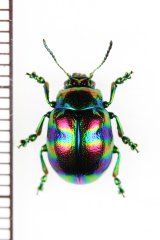ハムシの一種　Chrysomelidae species　ベトナム中部