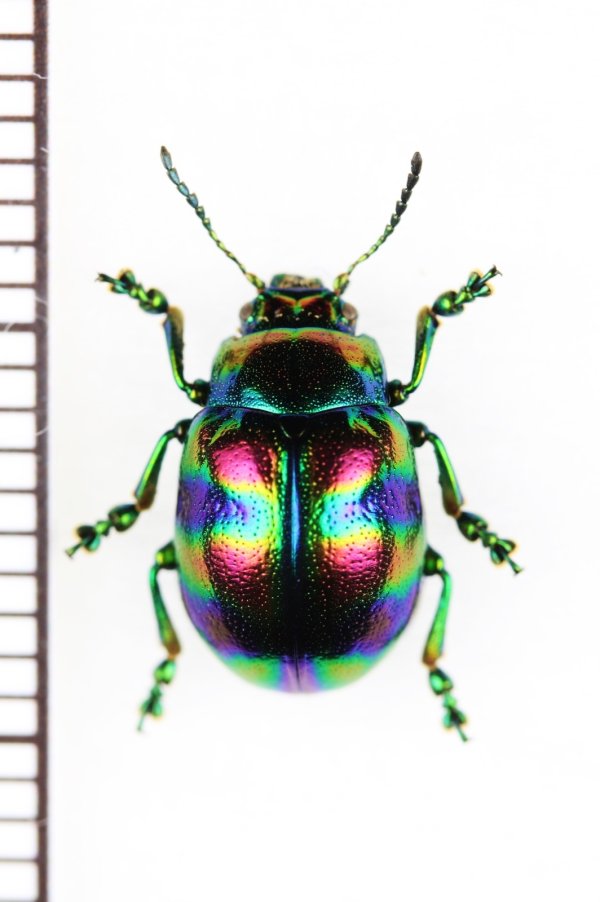 画像1: ハムシの一種　Chrysomelidae species　ベトナム中部