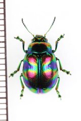 ハムシの一種　Chrysomelidae species　ベトナム中部