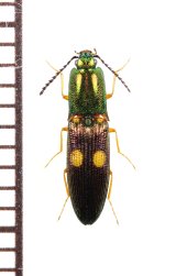眼状紋を持つコメツキムシの一種　Elateridae species　♀　ベトナム北東部