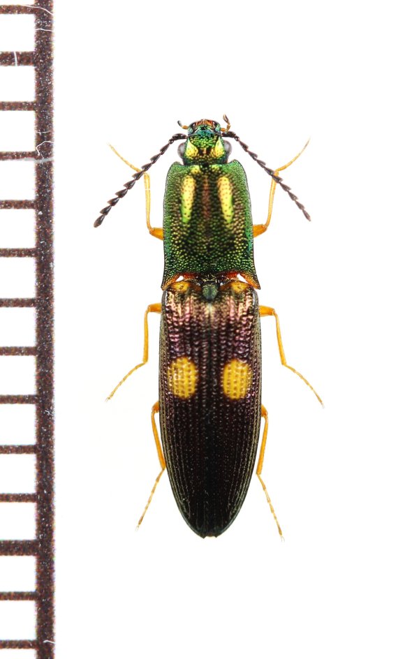 画像1: 眼状紋を持つコメツキムシの一種　Elateridae species　♀　ベトナム北東部