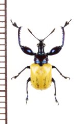 アシナガオトシブミの一種　Attelabini species　 ベトナム南部