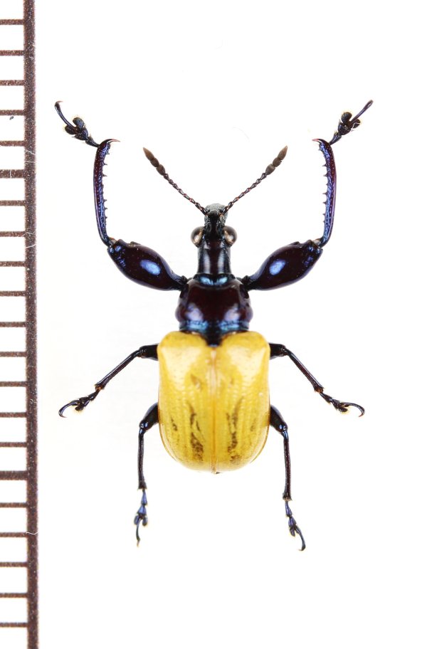 画像1: アシナガオトシブミの一種　Attelabini species　 ベトナム南部