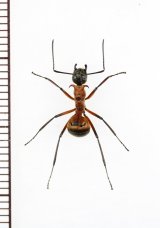 アリの一種　Formicidae species　♀   ベトナム中部